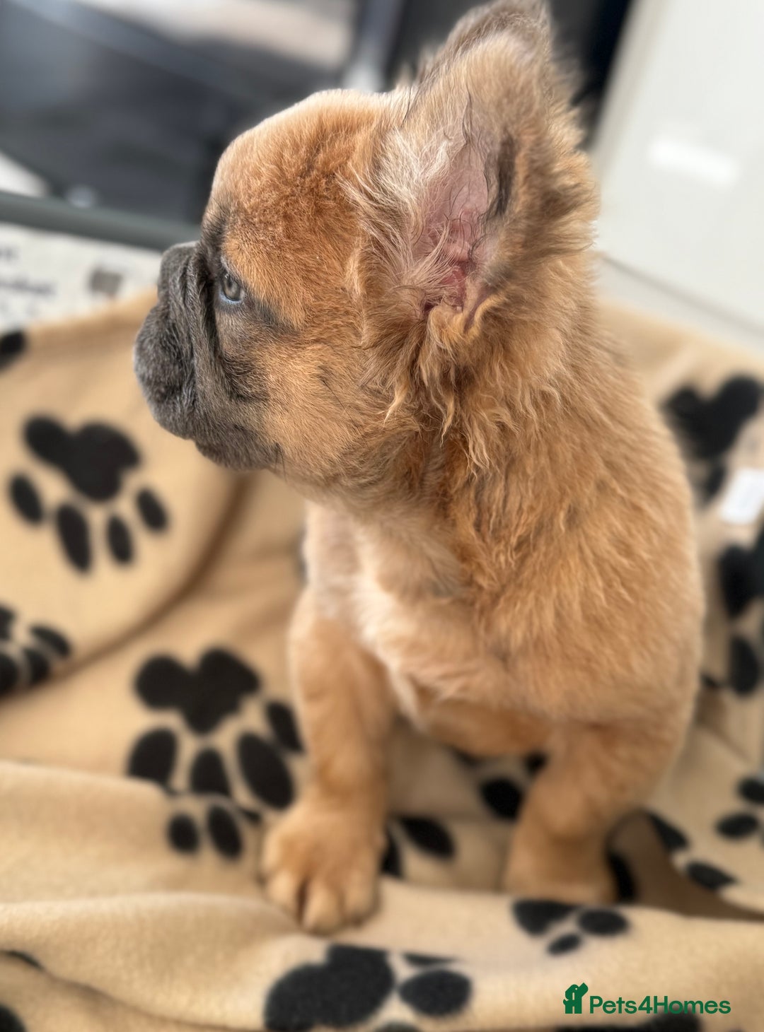 French Bulldog dogs for sale: Visual fluffy French bulldog PUPPYS REDUCED  - Image 14