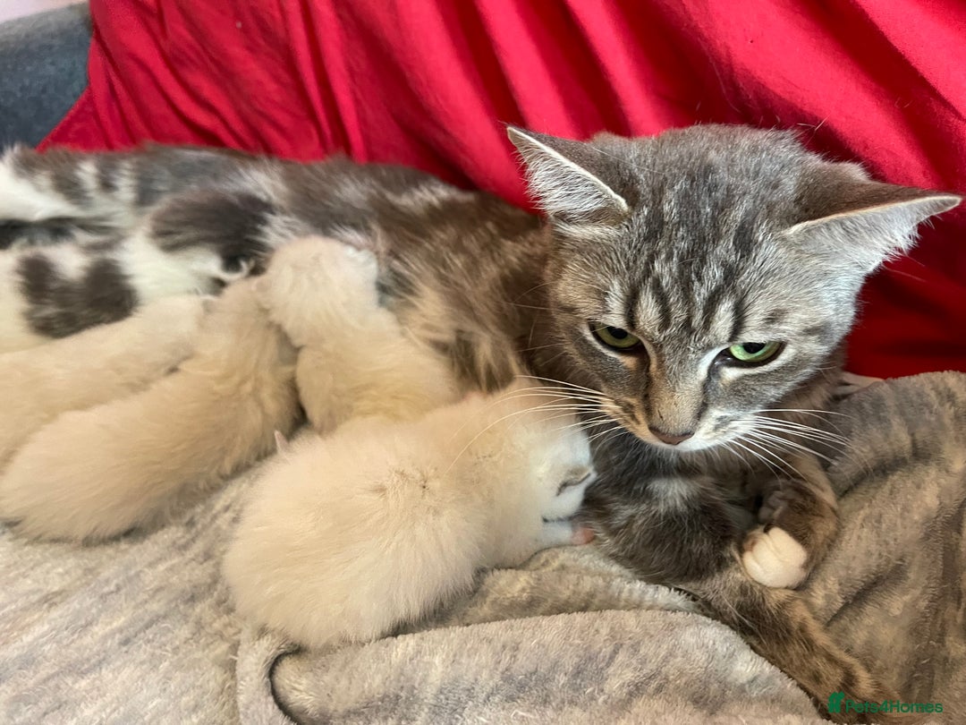 Ragdoll cats for sale: Rehoming this handsome Ragdoll male cross tabby - Image 4