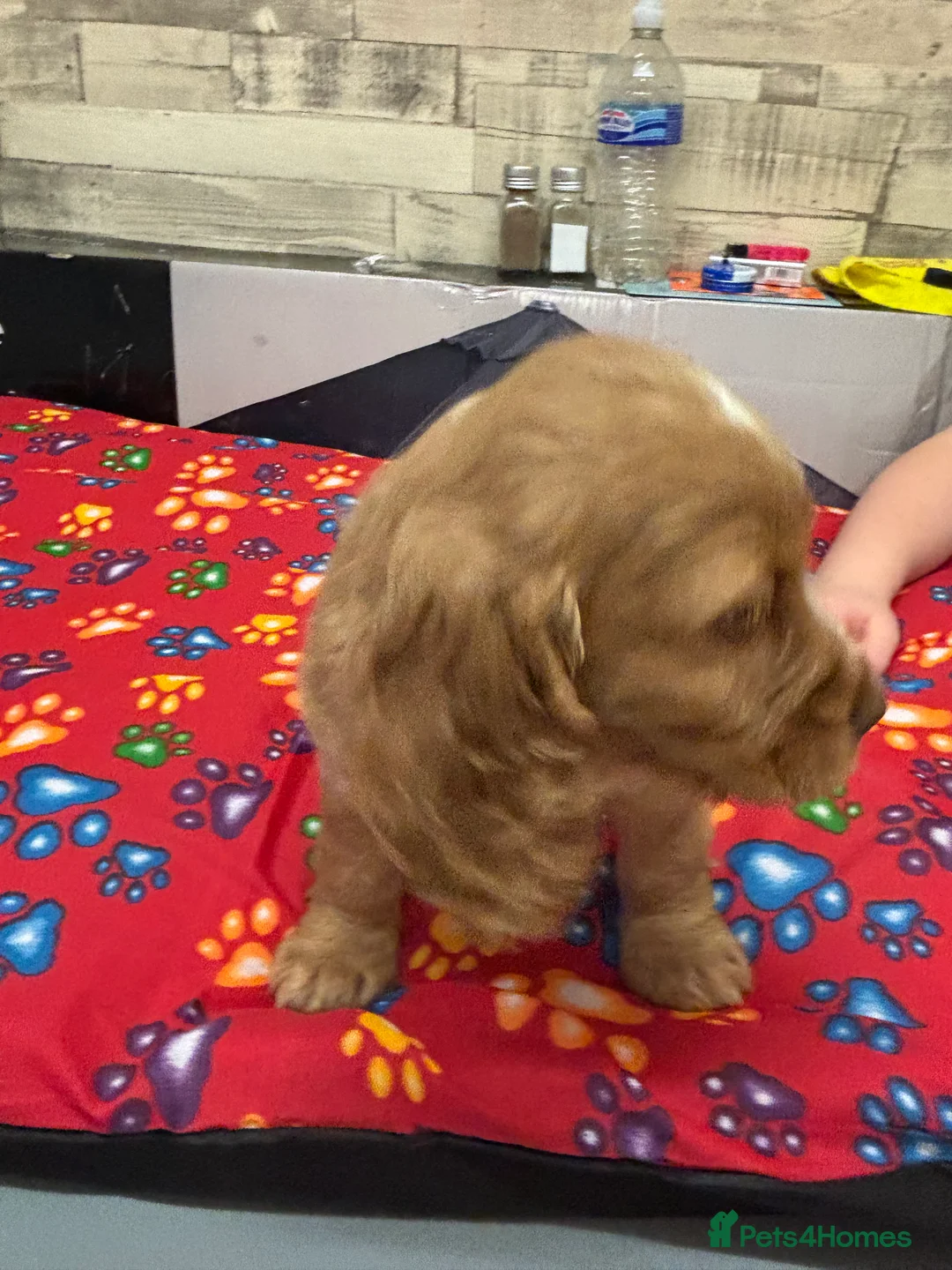 Cocker Spaniel dogs for sale: Cocker spaniels  - Advert 5