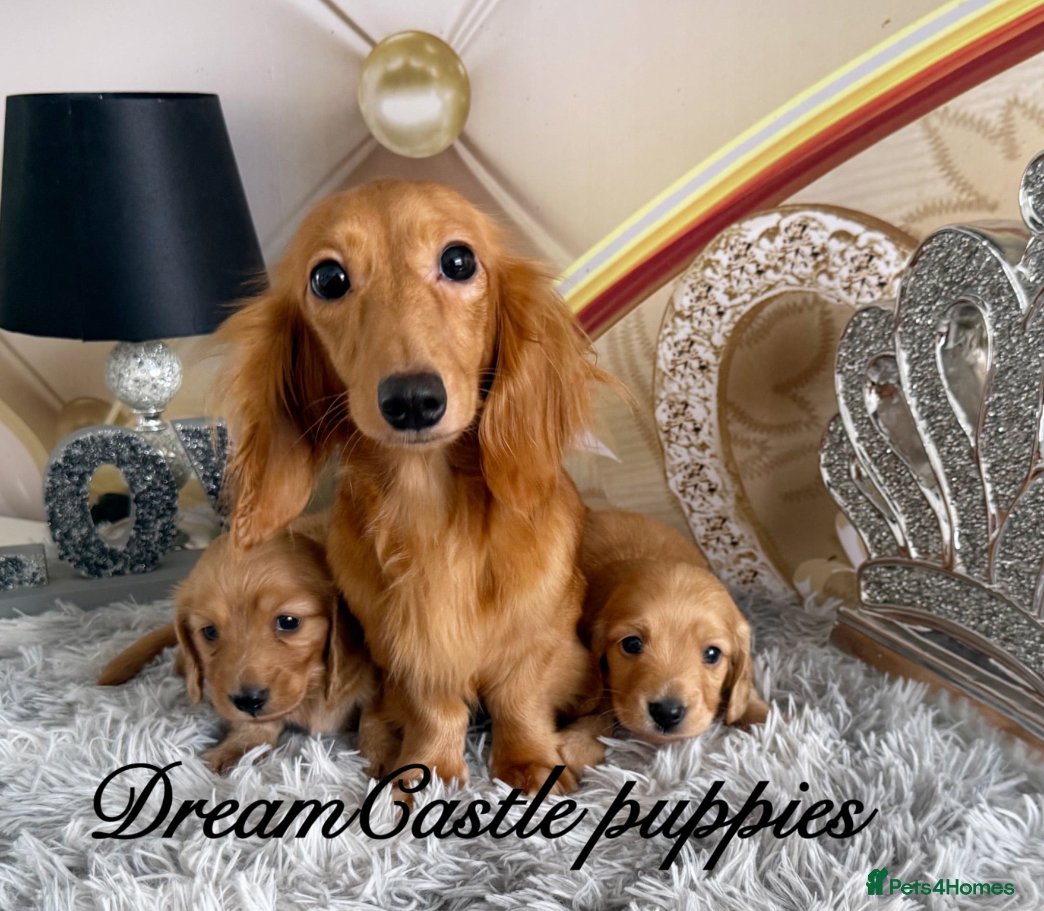 Miniature Dachshund dogs Ready to leave Kc long coat cream puppies  - Advert 1