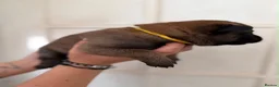 Belgian Shepherd Dog dogs for sale: Beautiful Belgium Shepard Dog in Wolverhampton - Advert 12