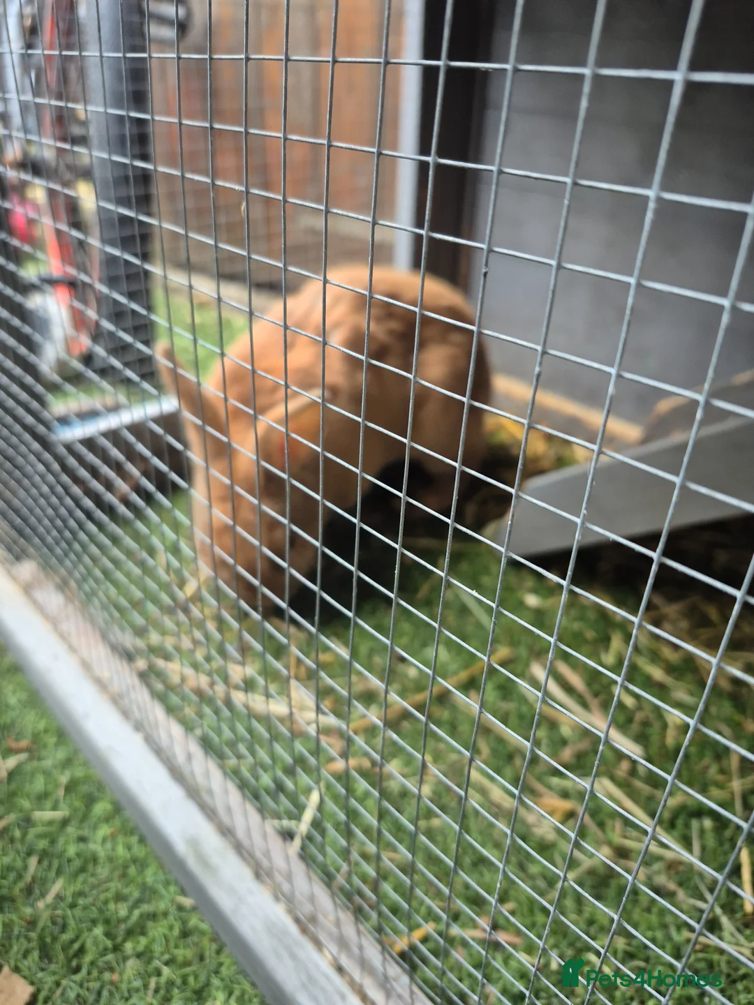 Mixed Breed rabbits for sale: Female mixed breed  in Leeds - Advert 5