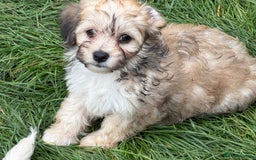 Bichon Frise dogs for sale: Dogs  - Image 12
