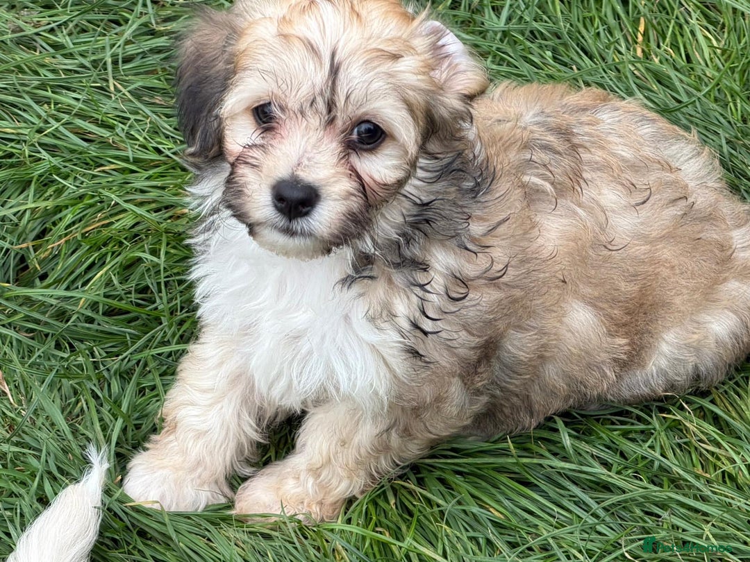 Bichon Frise dogs for sale: Dogs  - Image 12