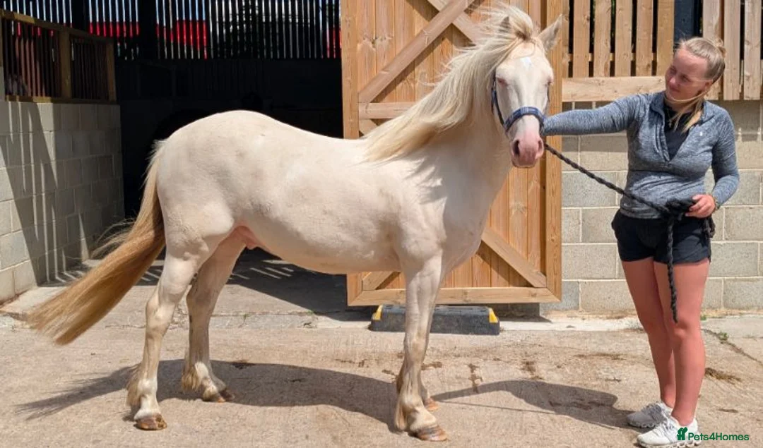 Welsh Section C horses for sale: Milo – 13.2hh, 4-Year-Old Cremello Gelding Pony - Advert 4