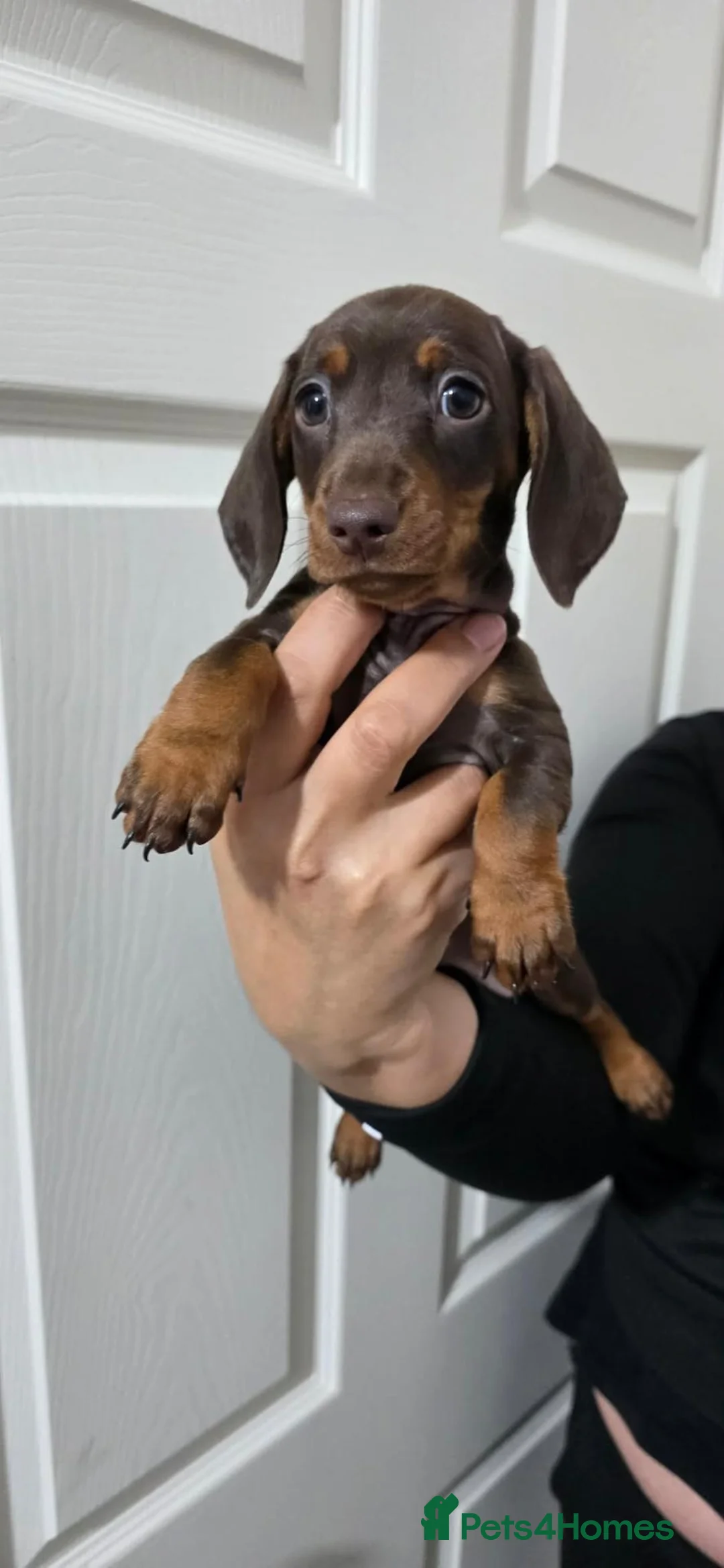 Miniature Dachshund dogs for sale: Miniature dachshund puppies  - Advert 20