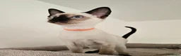 Siamese cats for sale: Wonderful Siamese Kittens Ready to leave - Advert 3