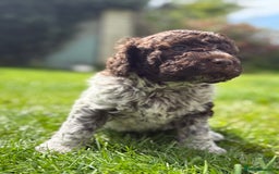 Lagotto Romagnolo dogs for sale: READY TO LEAVE, LAST ONE Puppies Italian Water dog in Preston - Image 4
