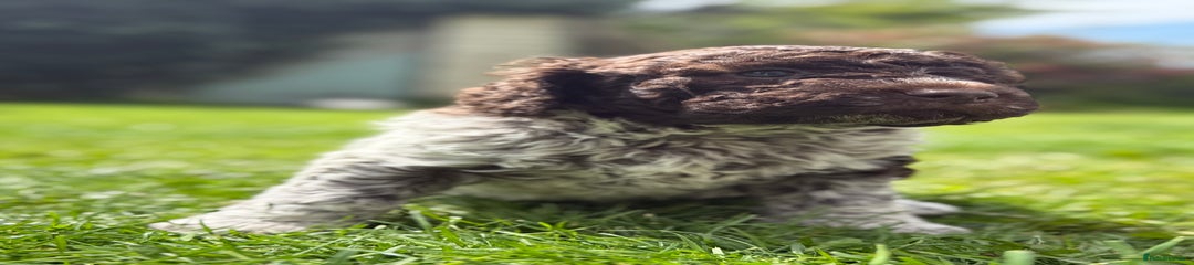 Lagotto Romagnolo Puppy 4