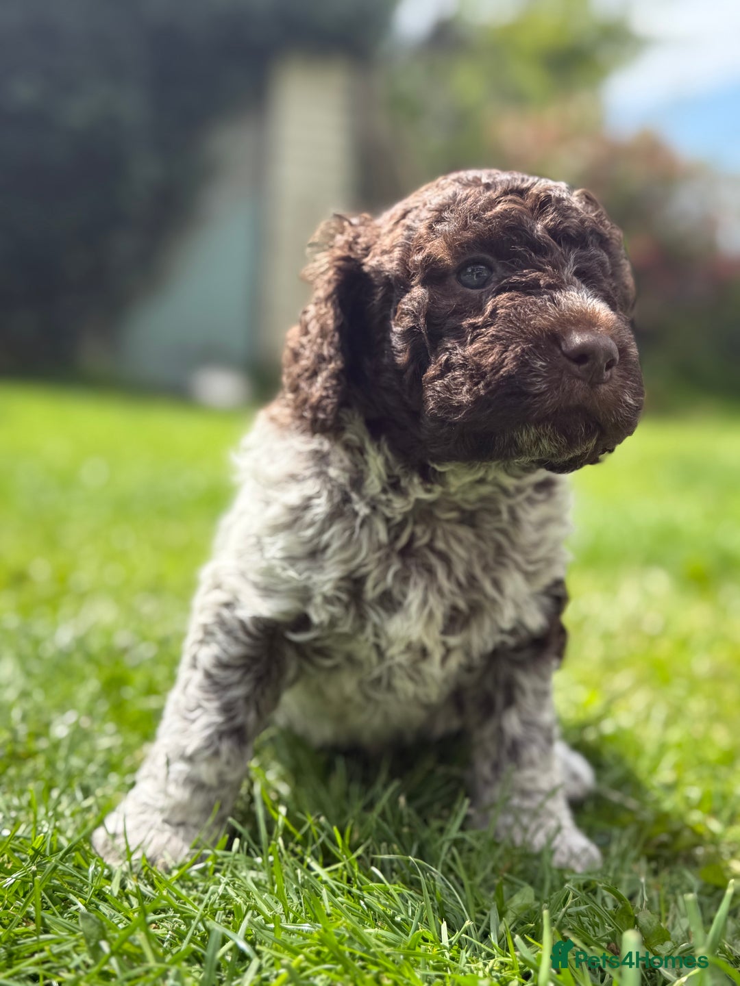 Lagotto Romagnolo dogs for sale: READY TO LEAVE, LAST ONE Puppies Italian Water dog in Preston - Image 4