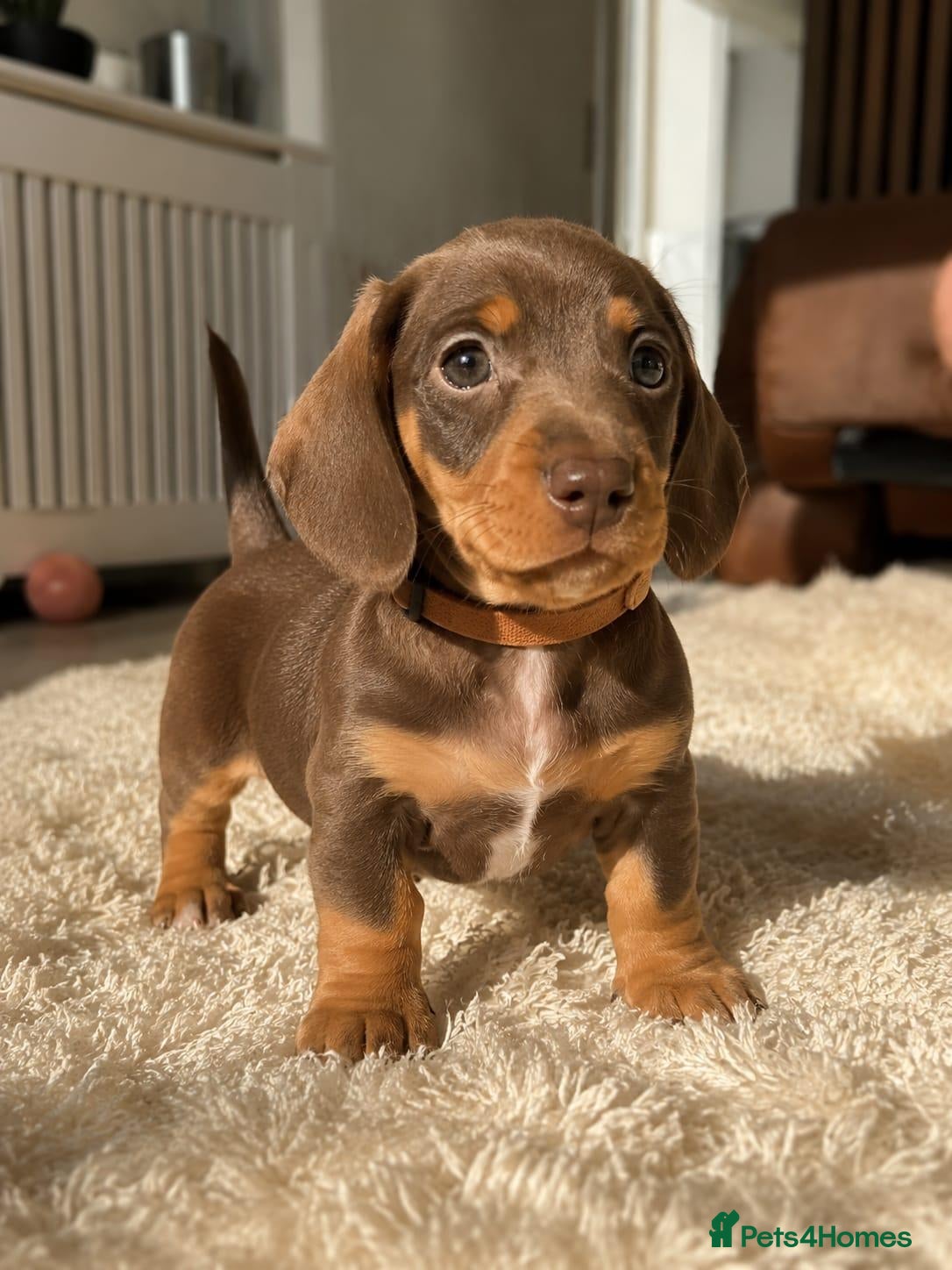 Miniature Dachshund dogs Gorgeous Litter of Miniature Dachshund Puppiies - Advert 13