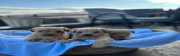 Maltipoo dogs for sale: Outstanding toy malti-poo - Advert 5
