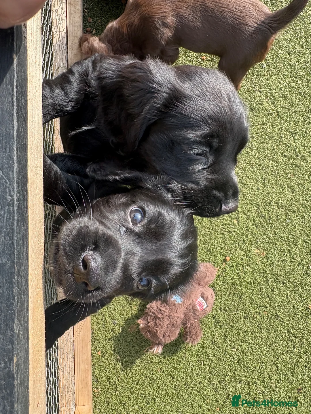 Cocker Spaniel dogs for sale: Beautiful black working cockers - Advert 17