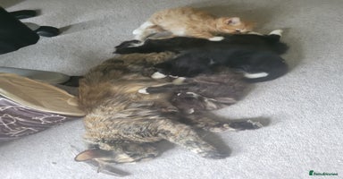 Mixed Breed cats Ginger,Tortoiseshell, Tuxedo Kittens Sale London  - Advert 8