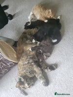 Mixed Breed cats Ginger,Tortoiseshell, Tuxedo Kittens Sale London - Advert 4