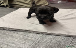 Patterdale Terrier dogs for sale: Patterdale puppies  - Image 6