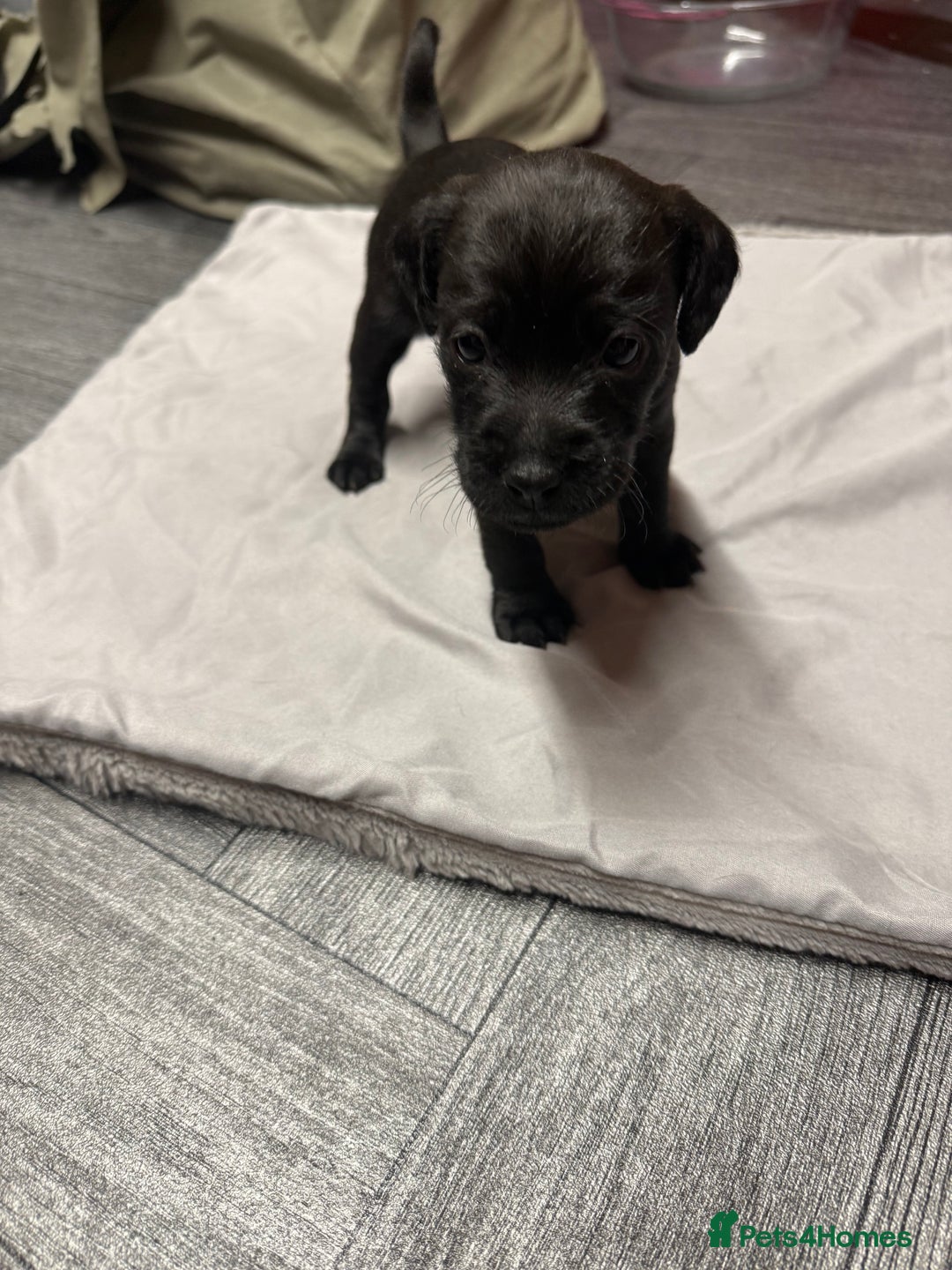 Patterdale Terrier dogs for sale: Patterdale puppies  - Image 6