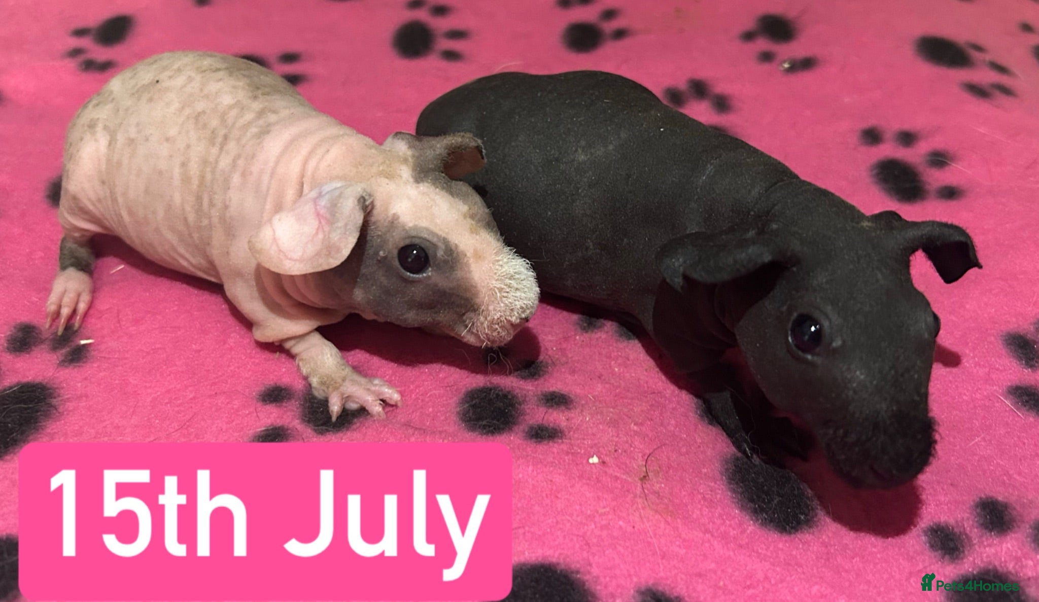 Guinea Pig rodents Skinny Pig Sows  - Advert 10