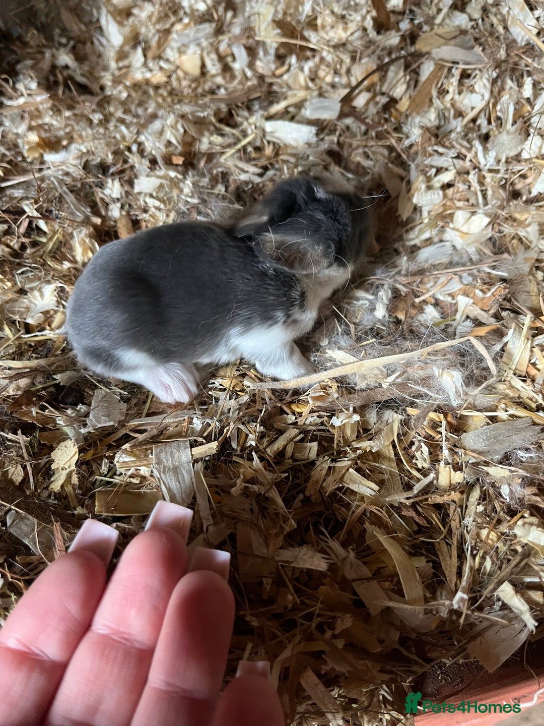 Mini Lop rabbits for sale: Mini lop baby bunnies  - Image 5
