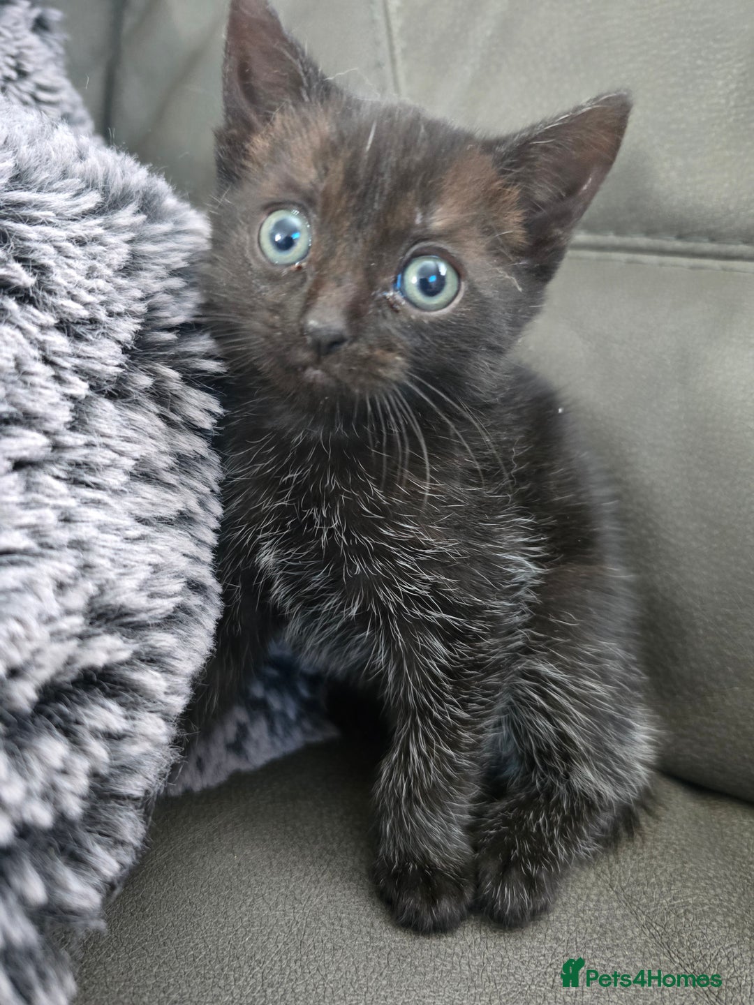 British Shorthair cats for sale: Female Kitten Needs a home ASAP  - Image 2