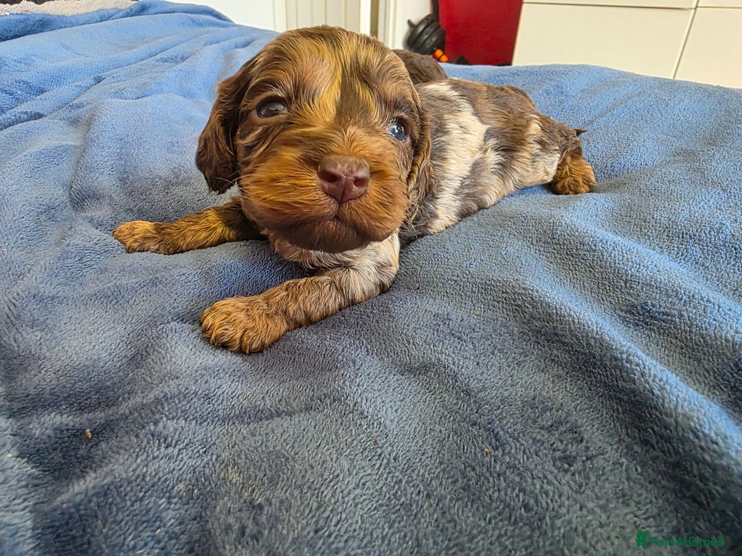 Cockapoo dogs for sale: Cockapoo puppies - Advert 25