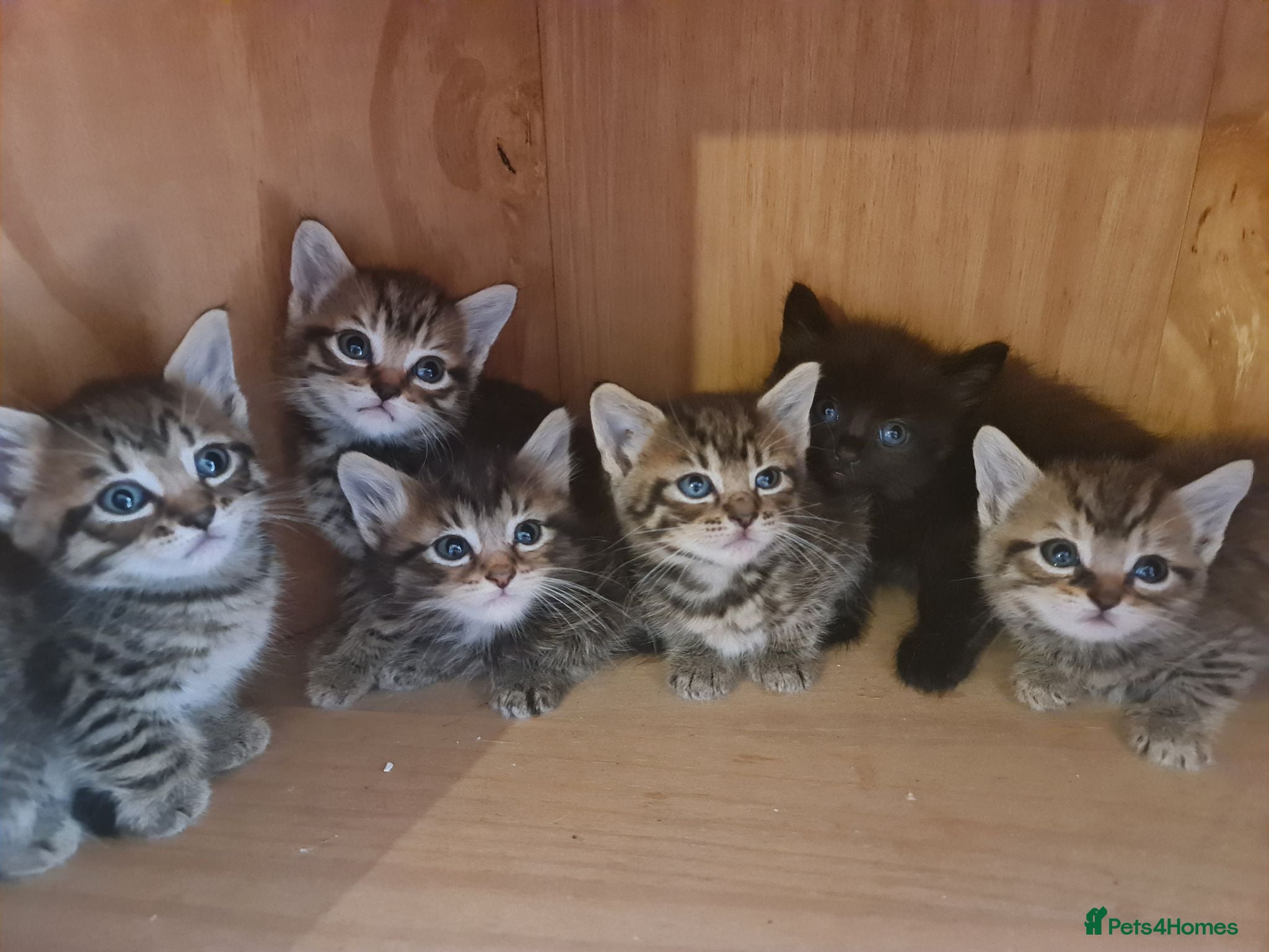 Mixed Breed cats Kittens for sale  - Advert 1