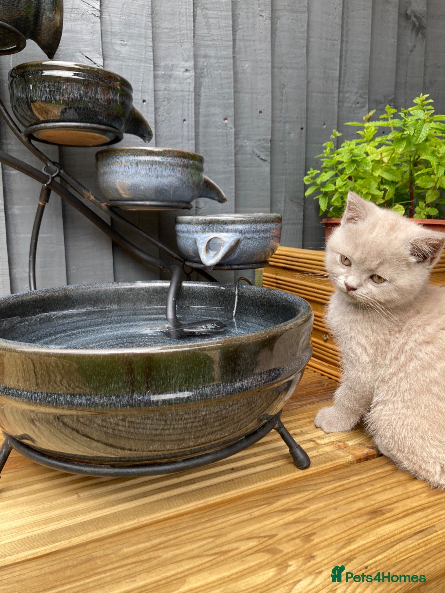 British Shorthair cats Champion 🏆 pedigree British shorthair kittens  - Advert 2