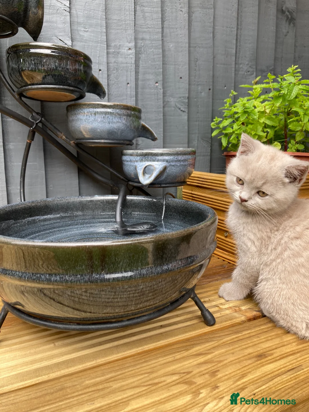 British Shorthair cats for sale: Champion 🏆 pedigree British shorthair kittens  - Advert 2