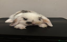 Dwarf Lop rabbits for sale: Baby rabbits  - Image 12