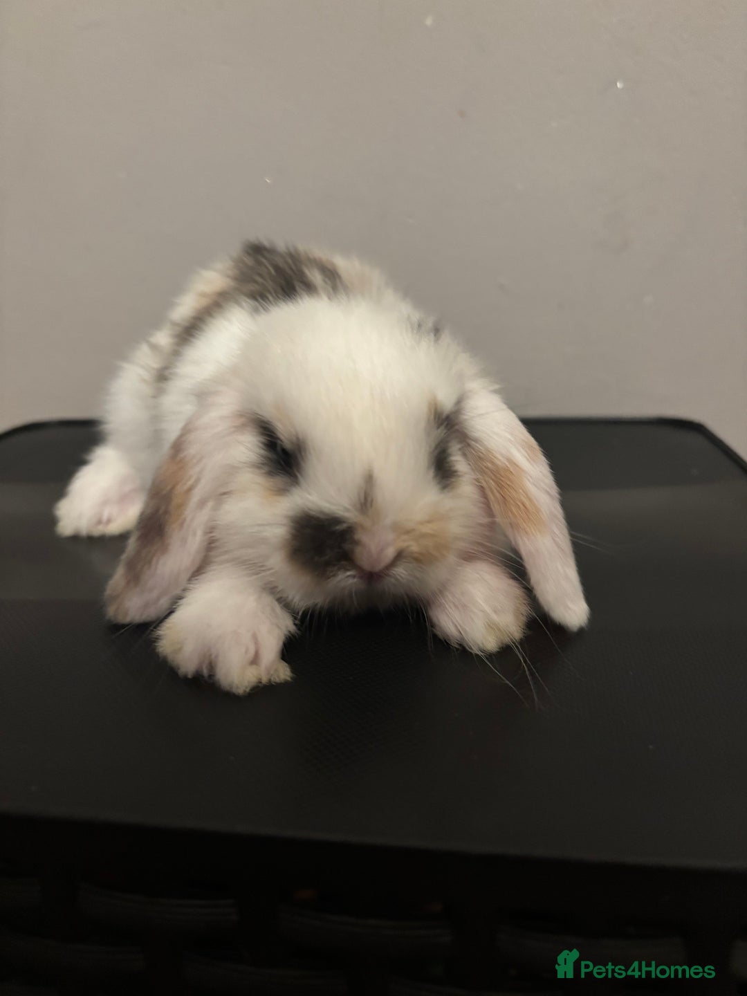 Dwarf Lop rabbits for sale: Baby rabbits  - Image 12