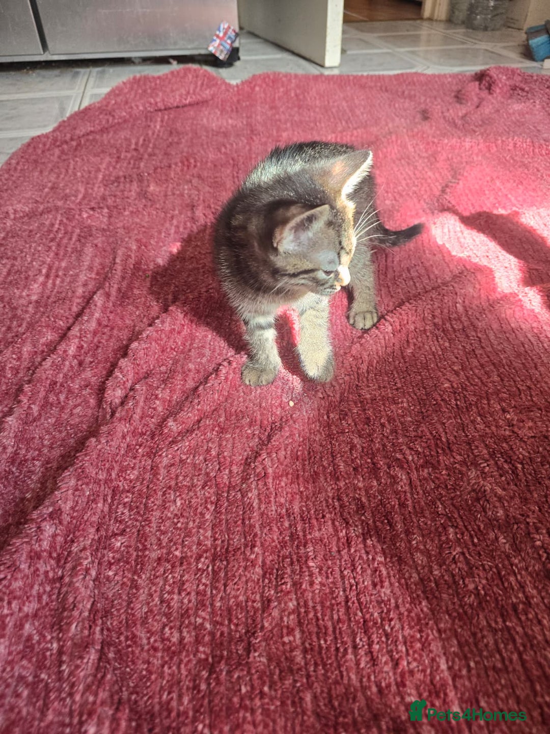Mixed Breed cats for sale: Beautiful kittens  - Image 27