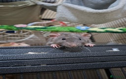Rat rodents for sale: Baby rats - Image 2