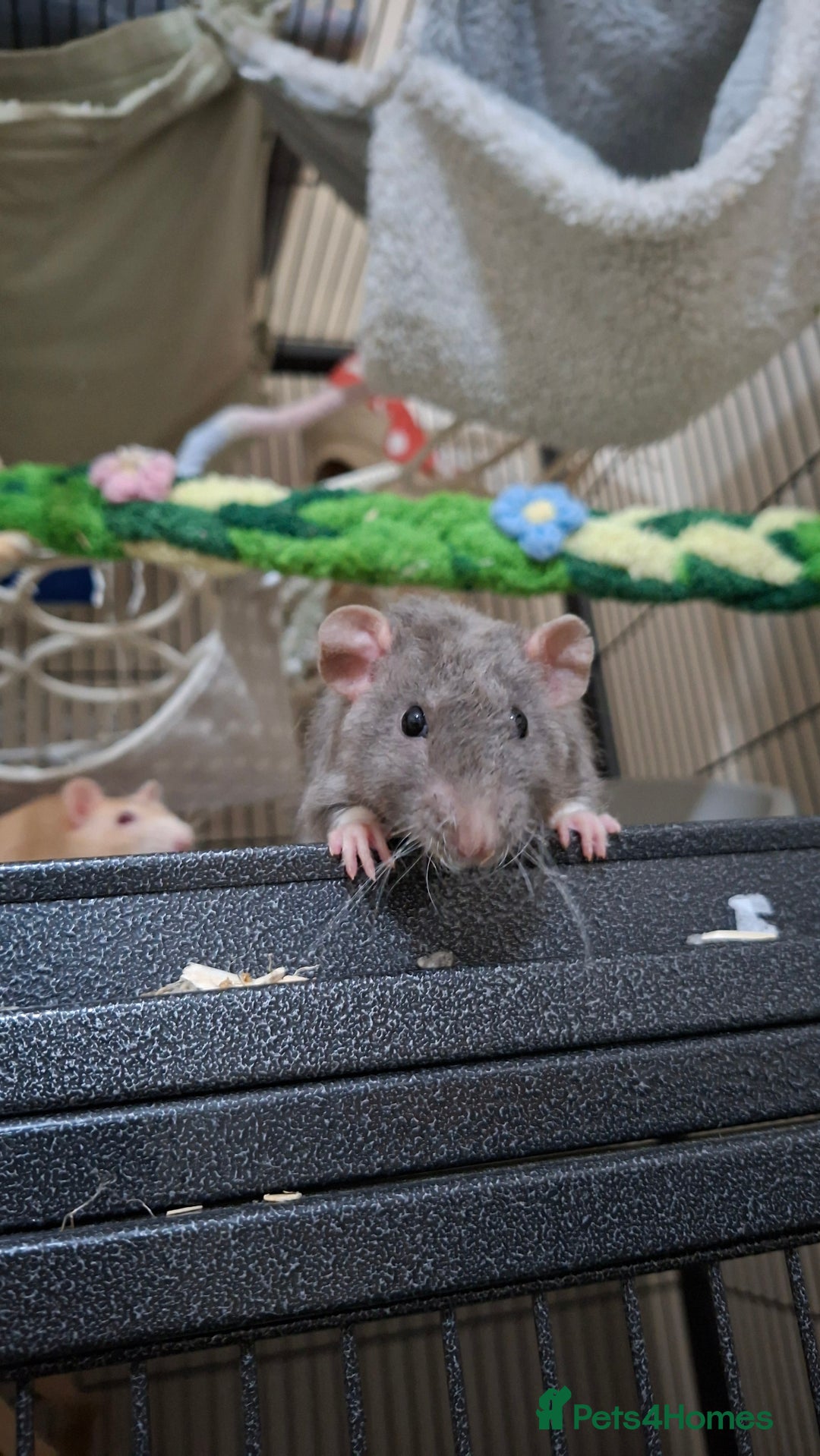 Rat rodents for sale: Baby rats - Image 2