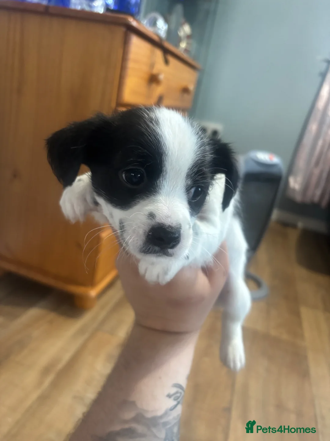 Mixed Breed dogs for sale: 3 boy jack Russel’s for sale  - Advert 2