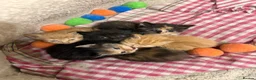 Siberian cats for sale: Beautifull siberian kittens - Advert 4