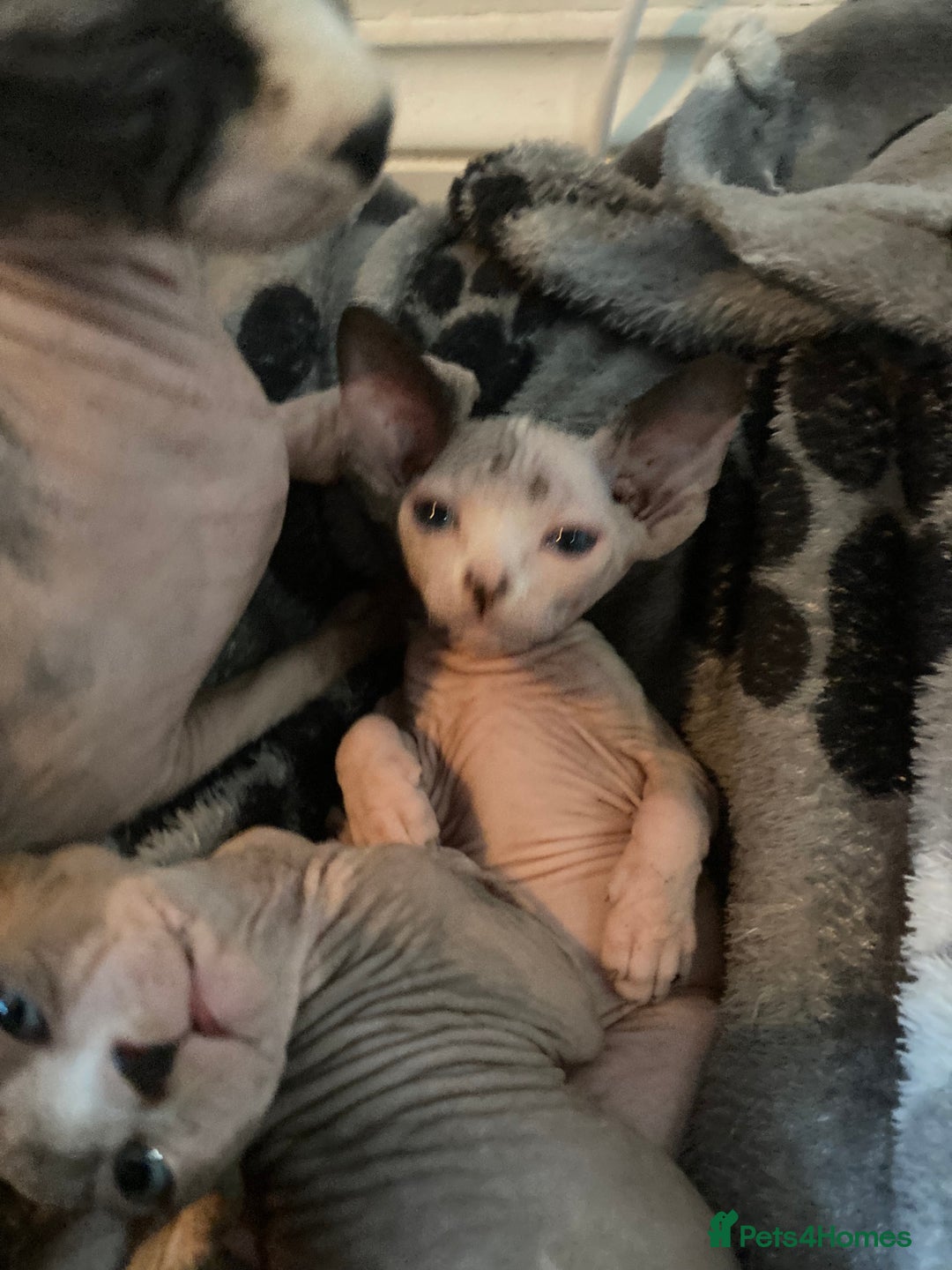 Sphynx cats for sale: Petal ( tortie girl) pinkie ( white boy) Sphynx  - Image 2