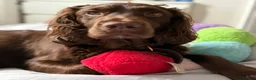 Cocker Spaniel dogs for sale: Cocker spaniel puppies  - Advert 4