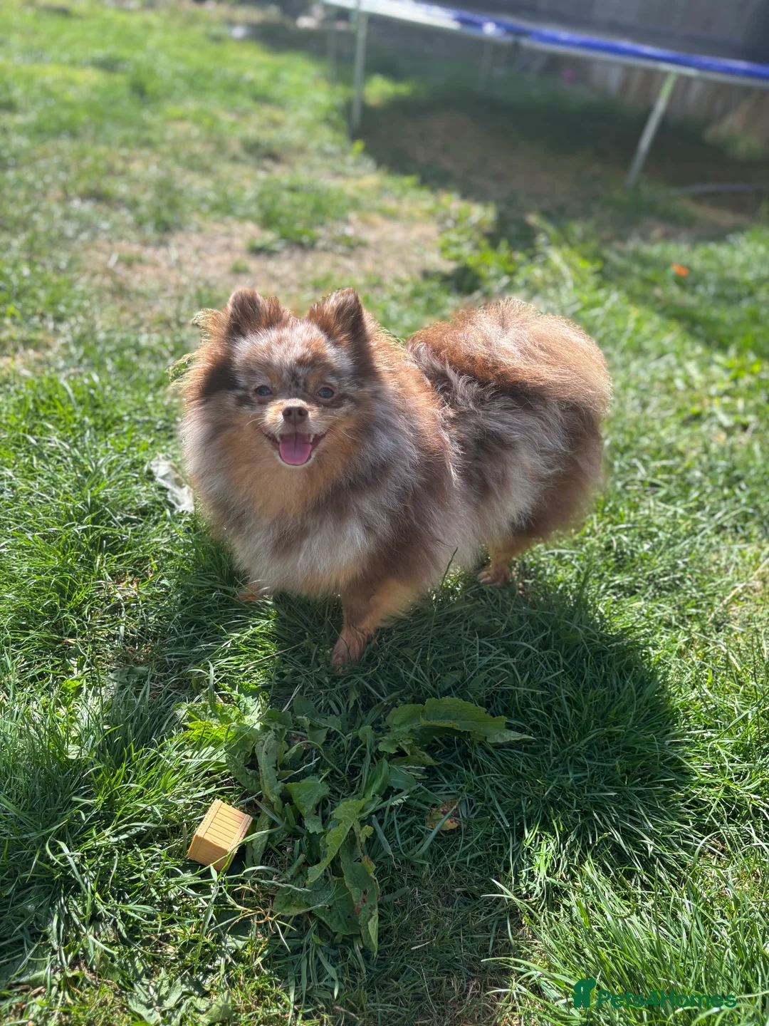 Pomeranian dogs for sale: Pomeranian puppy’s  - Advert 5