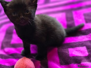 Domestic Shorthair cats 1 Black Female Kitten available 24th December - Advert 3