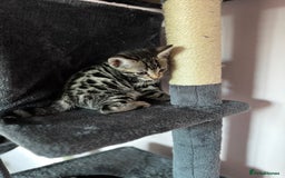 Bengal cats for sale: 🐆✨[REDUCED TO CLEAR!!] LAST THREE PURE BENGAL’S❤️ - Image 6