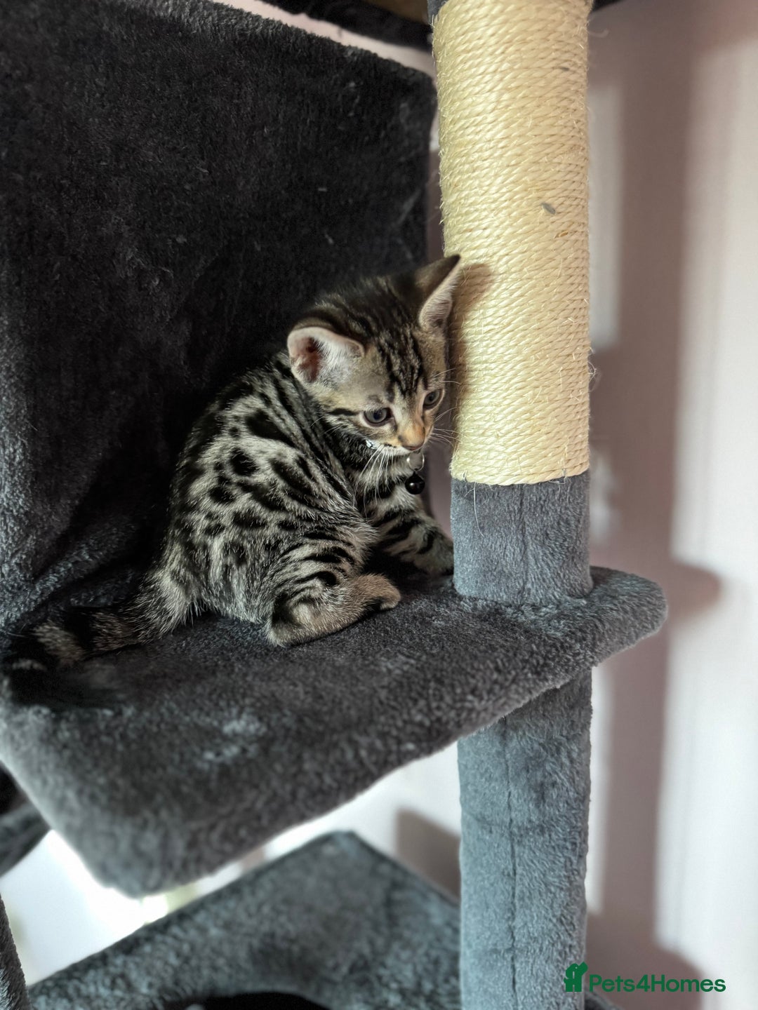 Bengal cats for sale: 🐆✨[REDUCED TO CLEAR!!] LAST THREE PURE BENGAL’S❤️ - Image 6