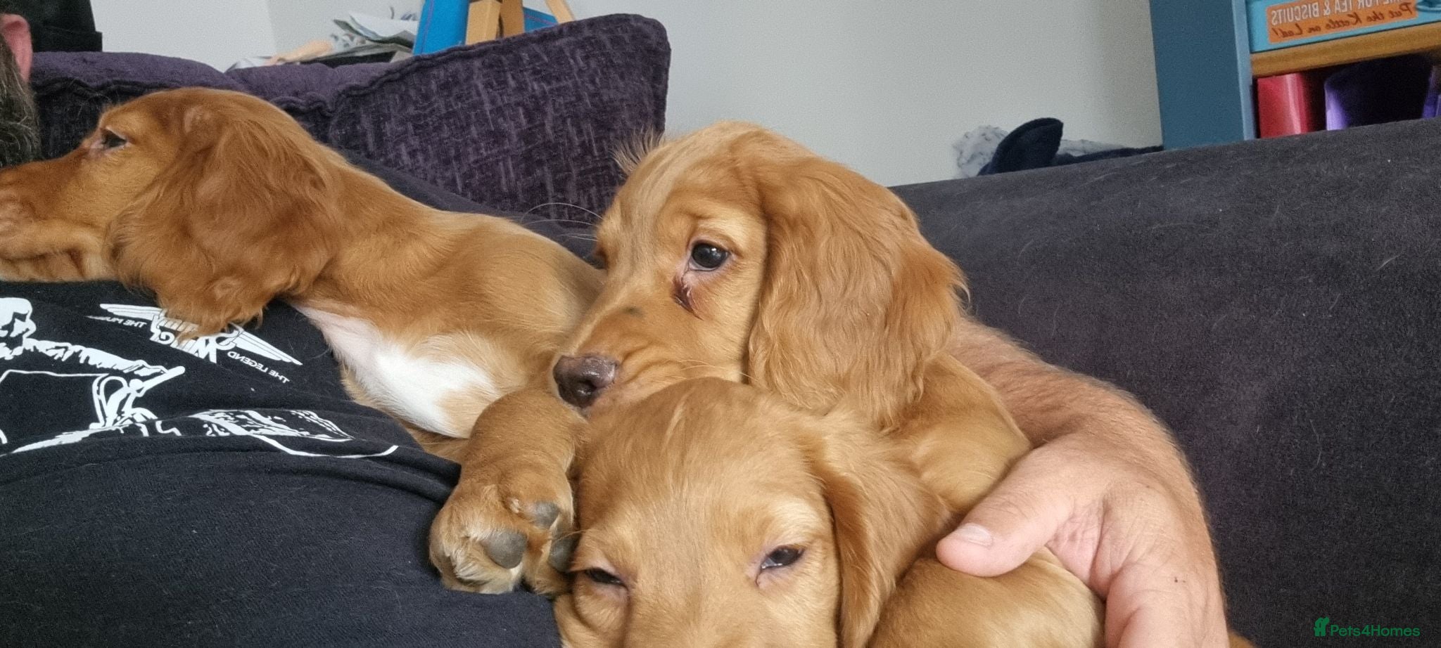 Cocker Spaniel dogs Cocker spaniel pups - Advert 17