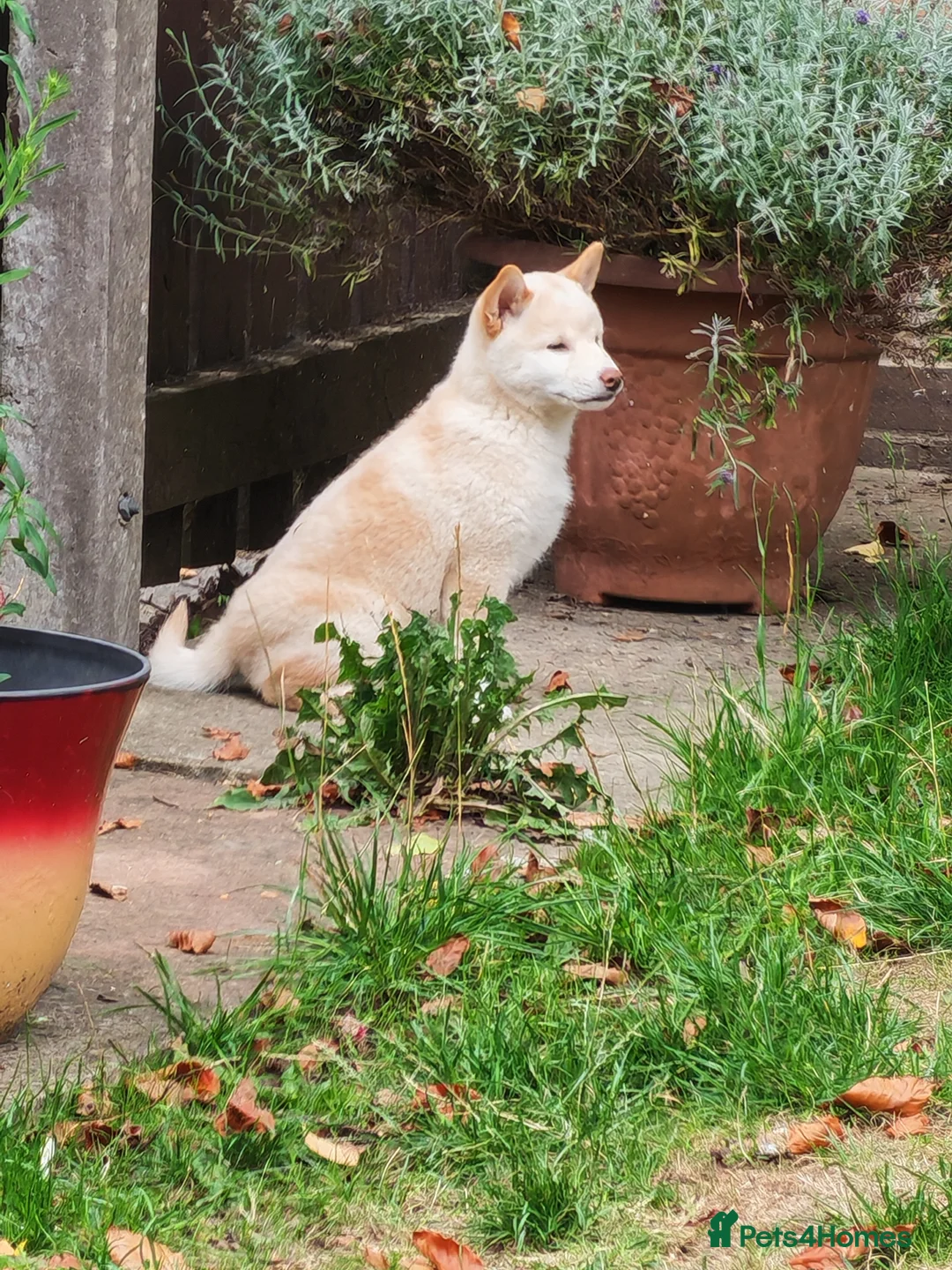 Japanese Shiba Inu dogs for sale: Quality KC registered puppies  - Advert 2