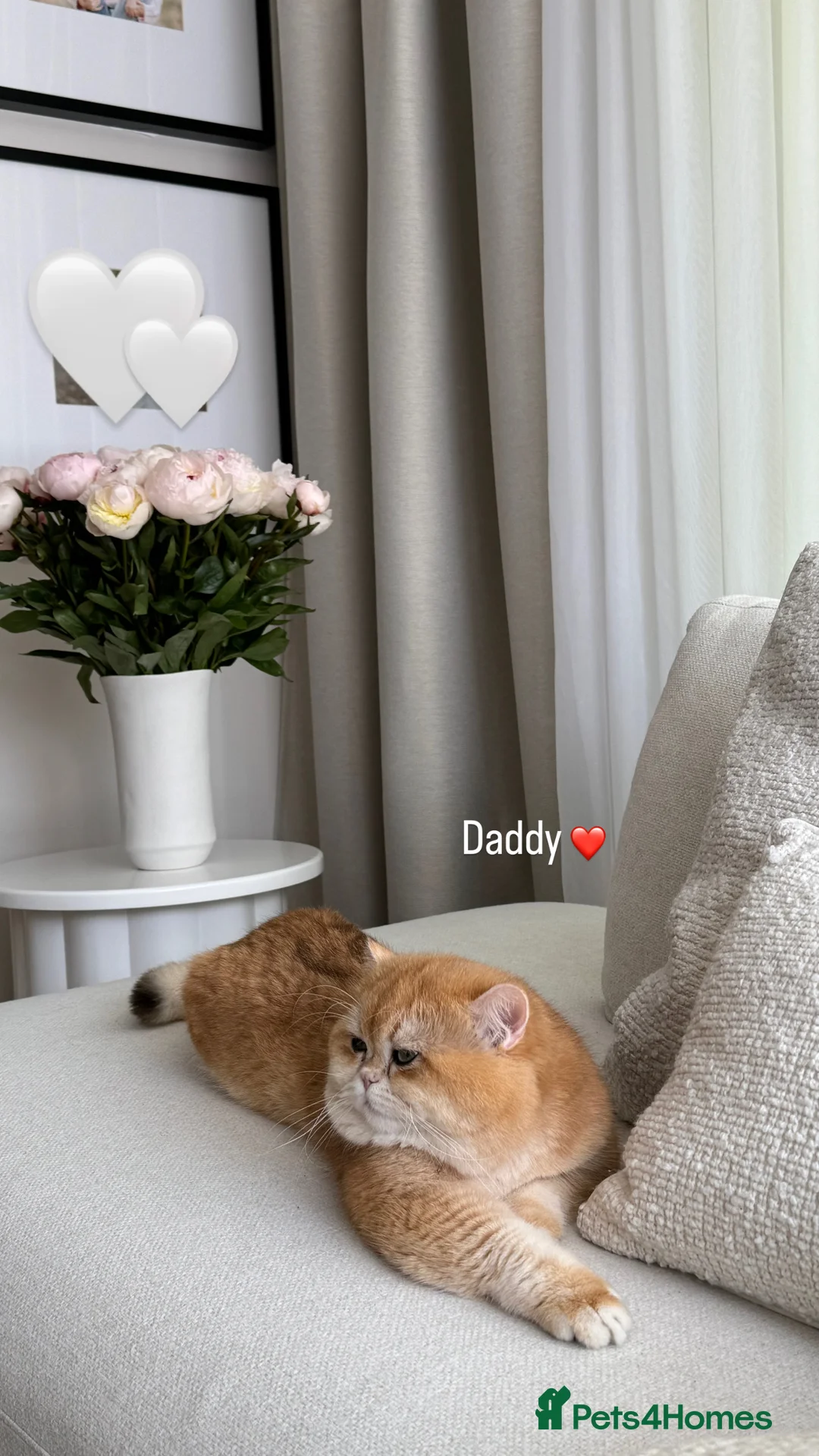 British Shorthair cats for sale: Blue Golden British Shorthair kitty - Advert 23