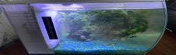 Shrimps fish for sale: Fluval fish tank set up with fish included  - Advert 5
