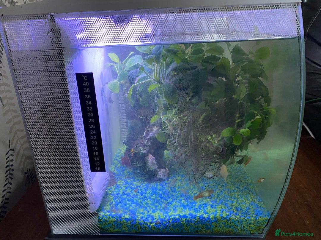 Shrimps fish for sale: Fluval fish tank set up with fish included  - Advert 5