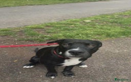 Mixed Breed dogs for sale: 9 month old staffy mix - Advert 4