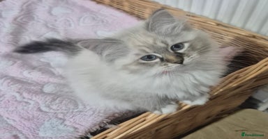 Siberian cats - Advert 2