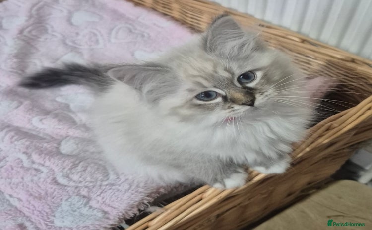 Siberian cats - Advert 2