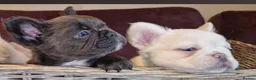 French Bulldog dogs for stud: Licensed breeder! Fluffy frenchie litter due July  - Advert 9